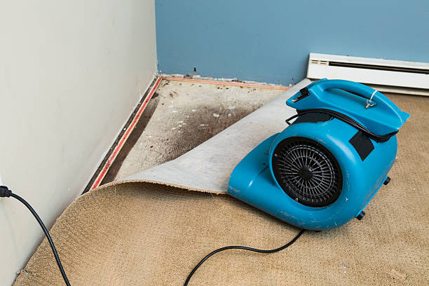 Best Water damage restoration near me  in Havre, MT